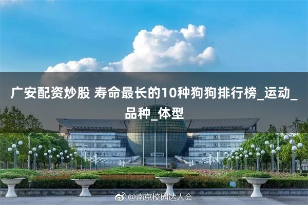 广安配资炒股 寿命最长的10种狗狗排行榜_运动_品种_体型
